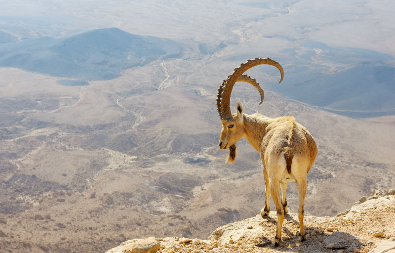 Ein Gedi